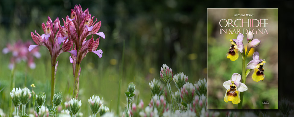 Banner-Orchidee